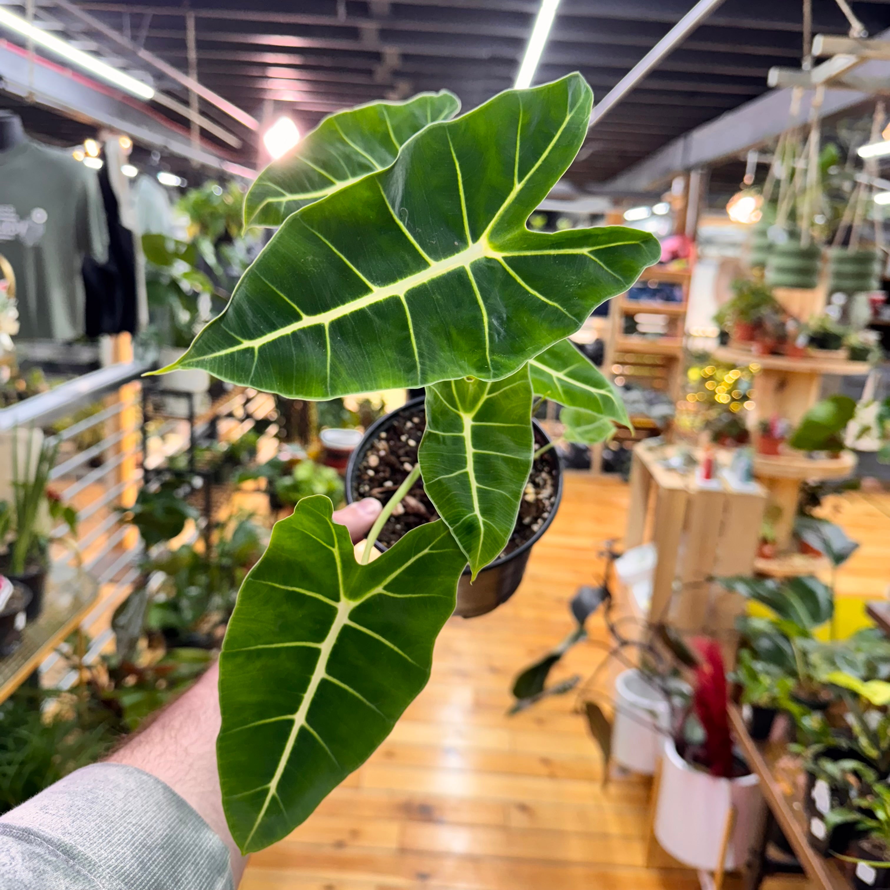 Alocasia Frydek