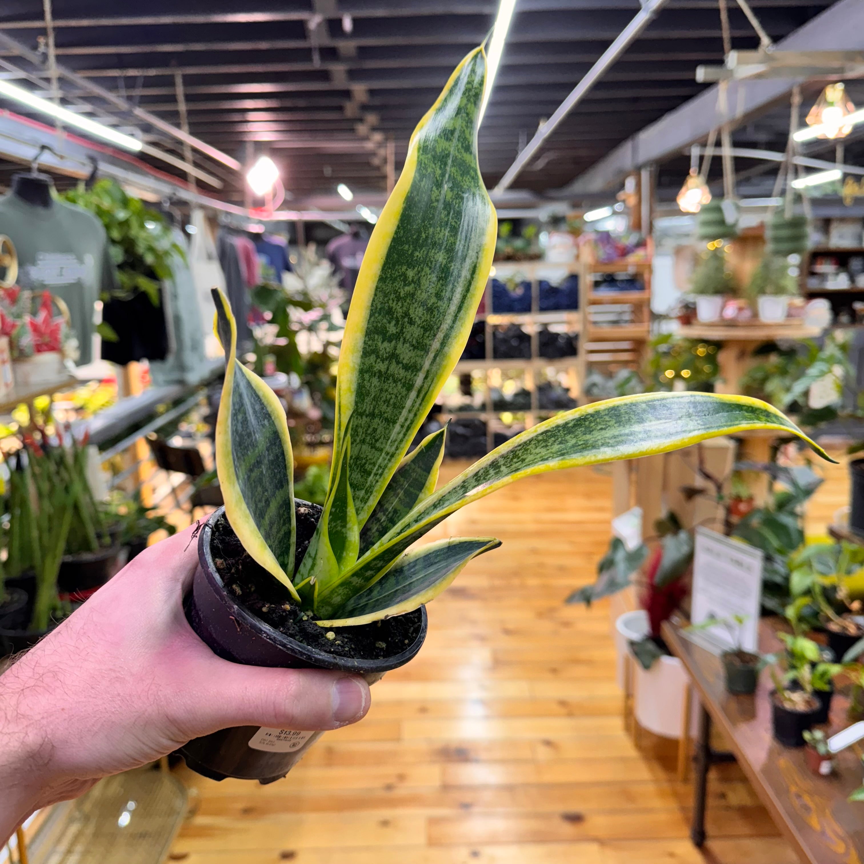 Sansevieria Laurentii