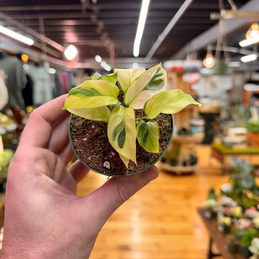 Calathea Yellow Fusion