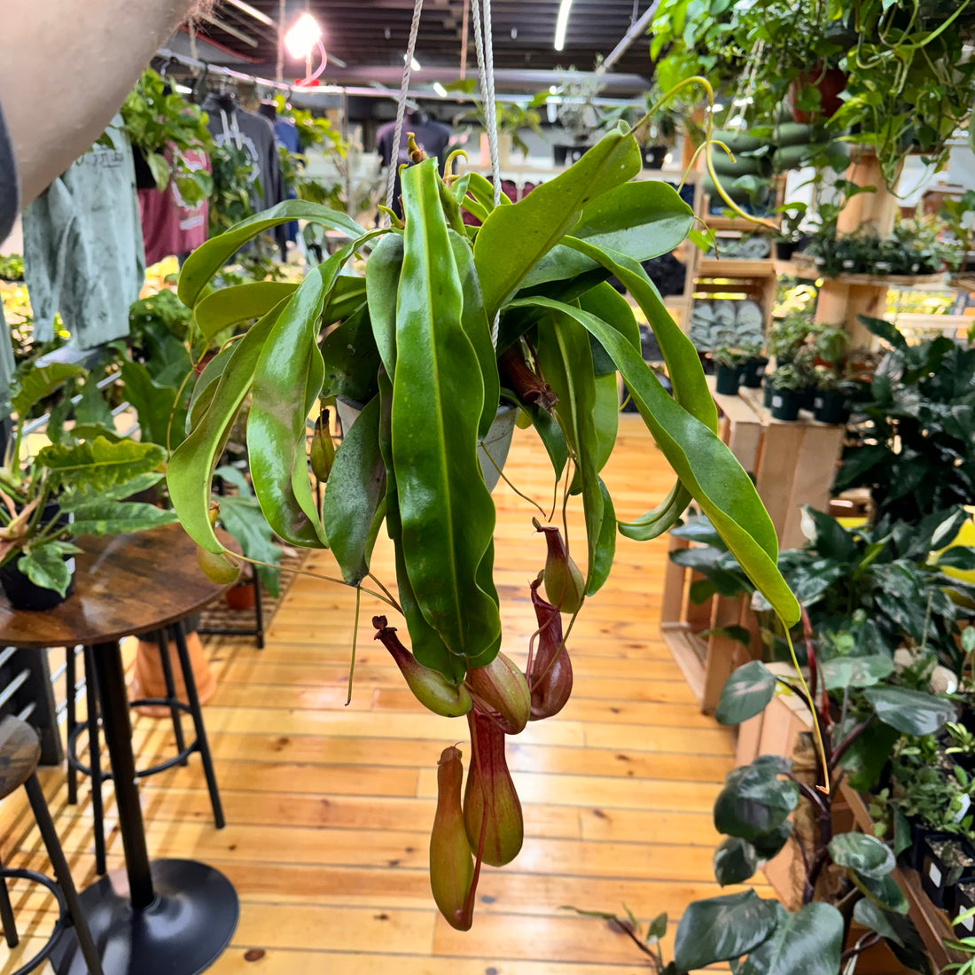 Nepenthes Alata