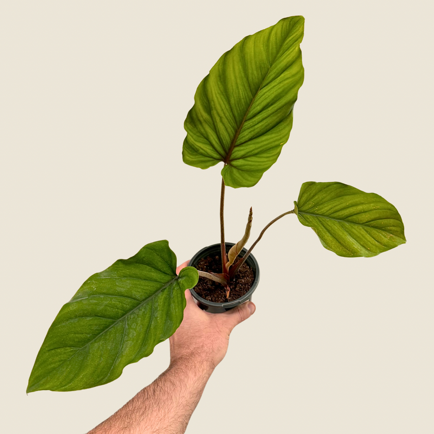 Adelonema Red Velvet
