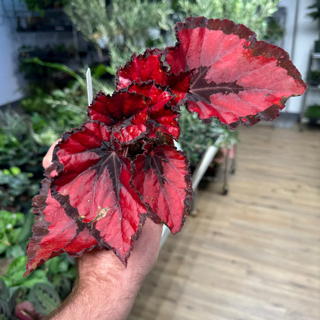 Begonia Red Robins