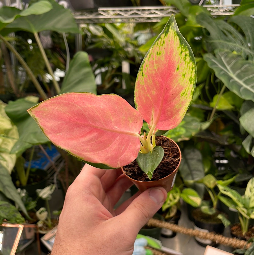 Aglaonema China Red