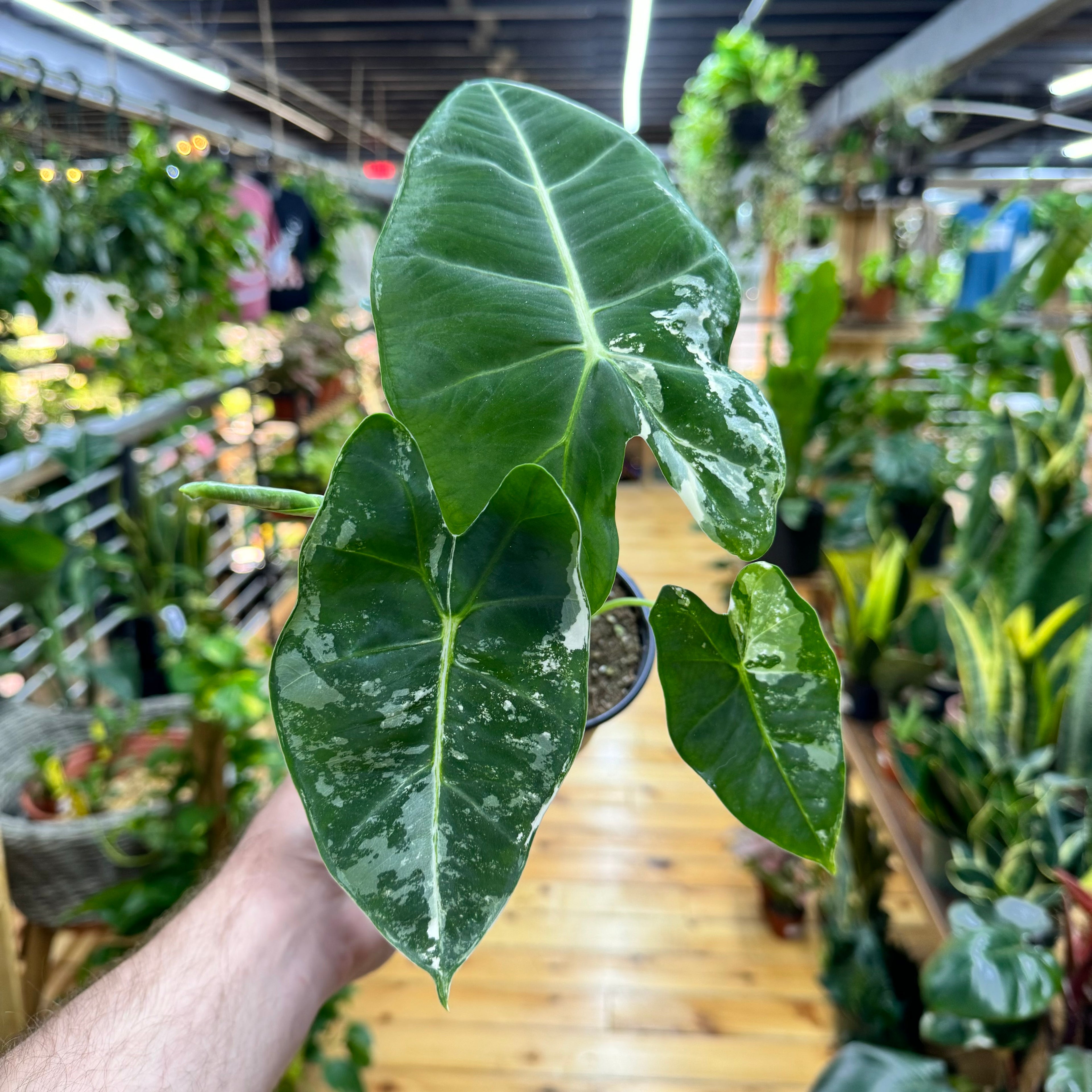 Alocasia Frydek Variegated