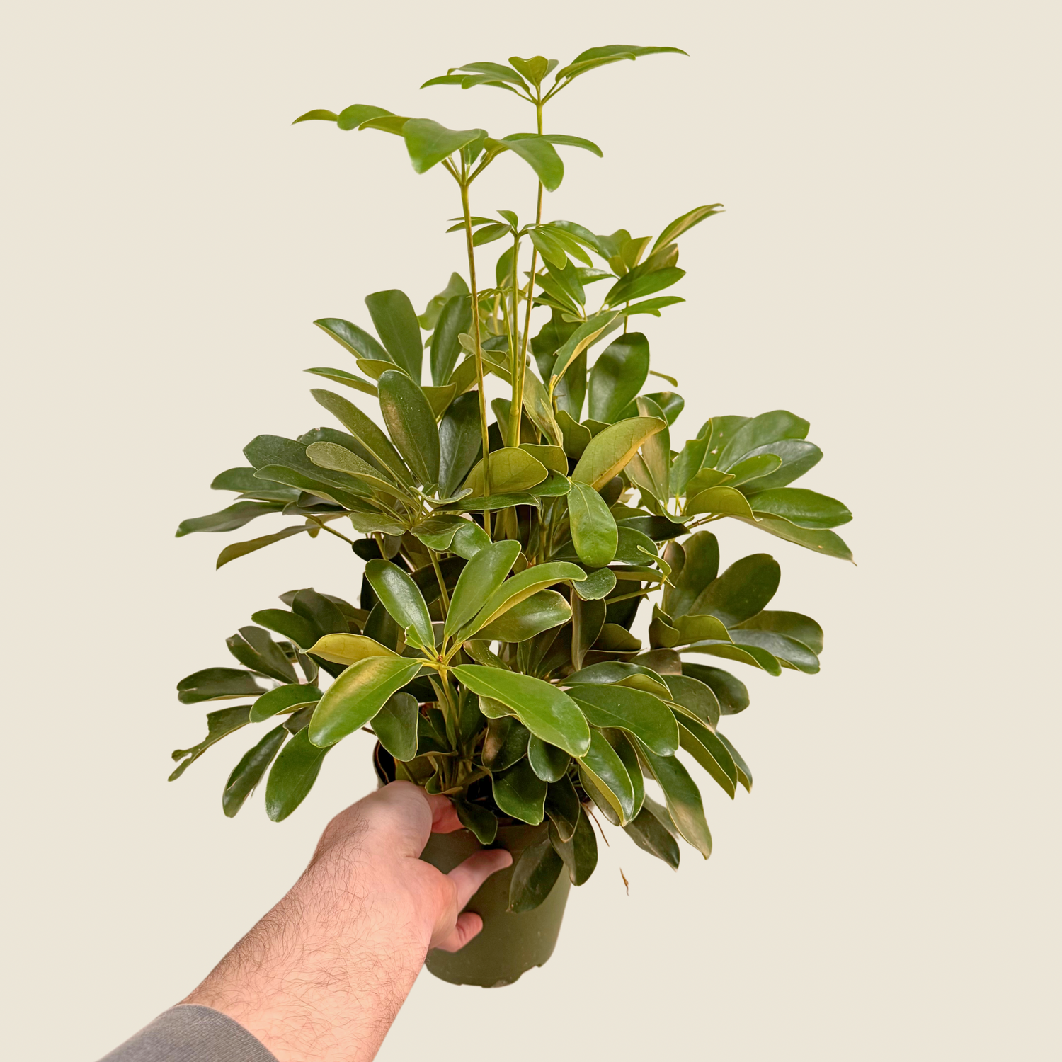 Schefflera Arboricola