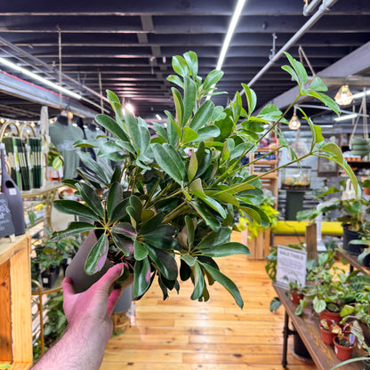 Schefflera Arboricola