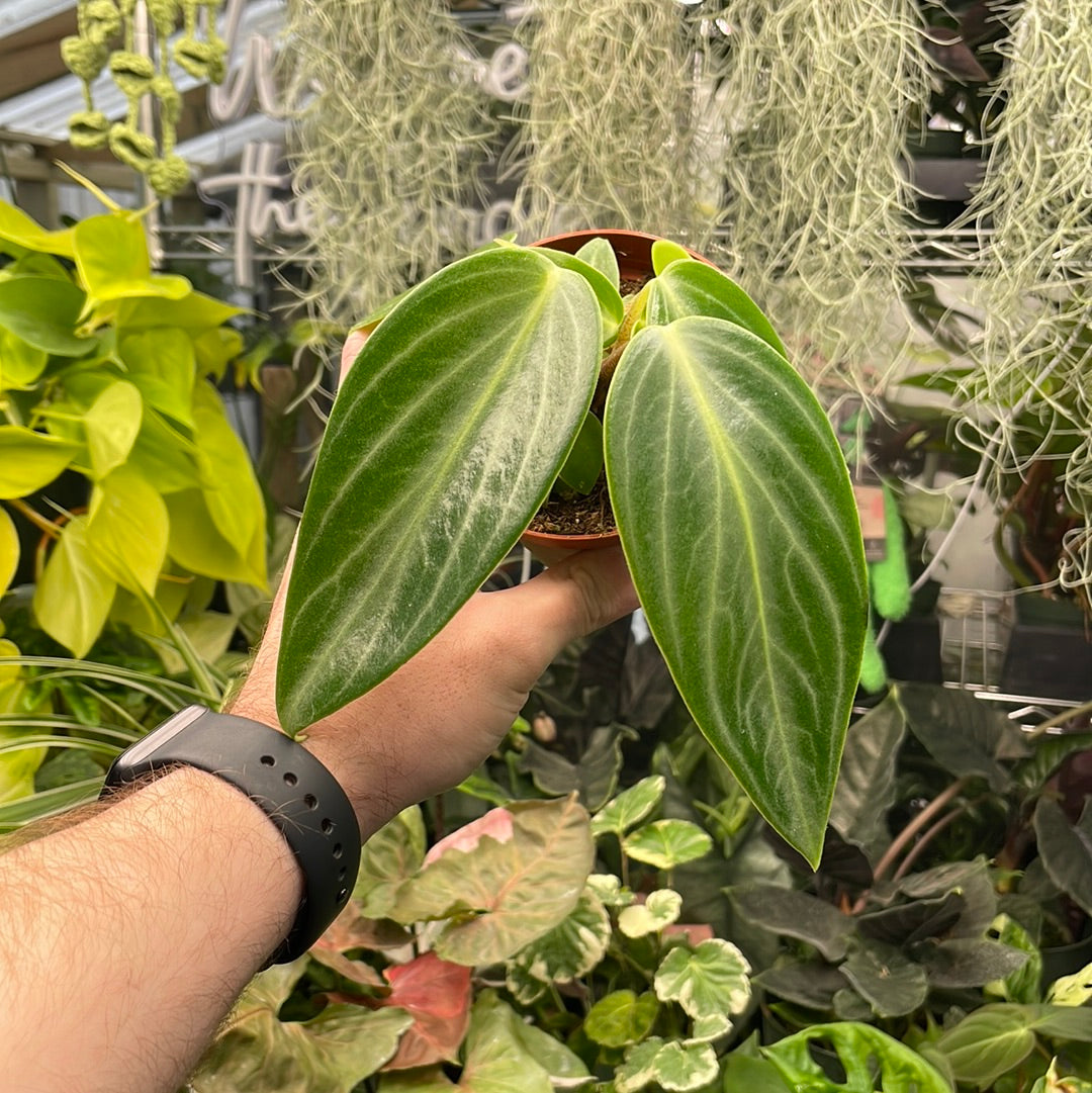 Peperomia Maculosa