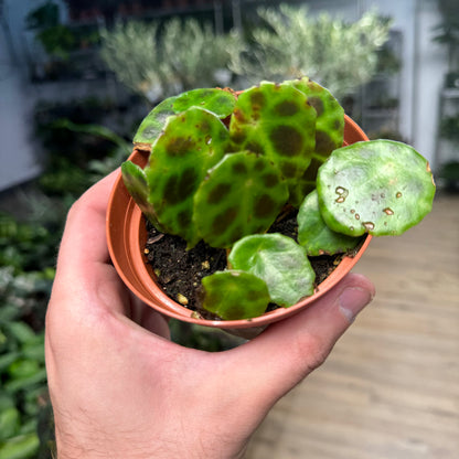 Begonia Kingiana