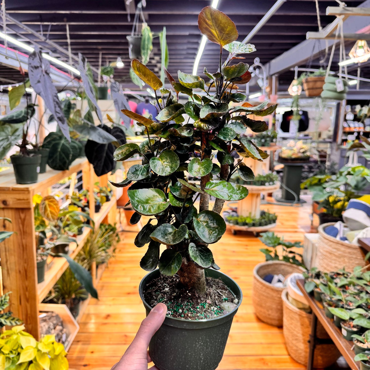 Aralia Fabian Stump