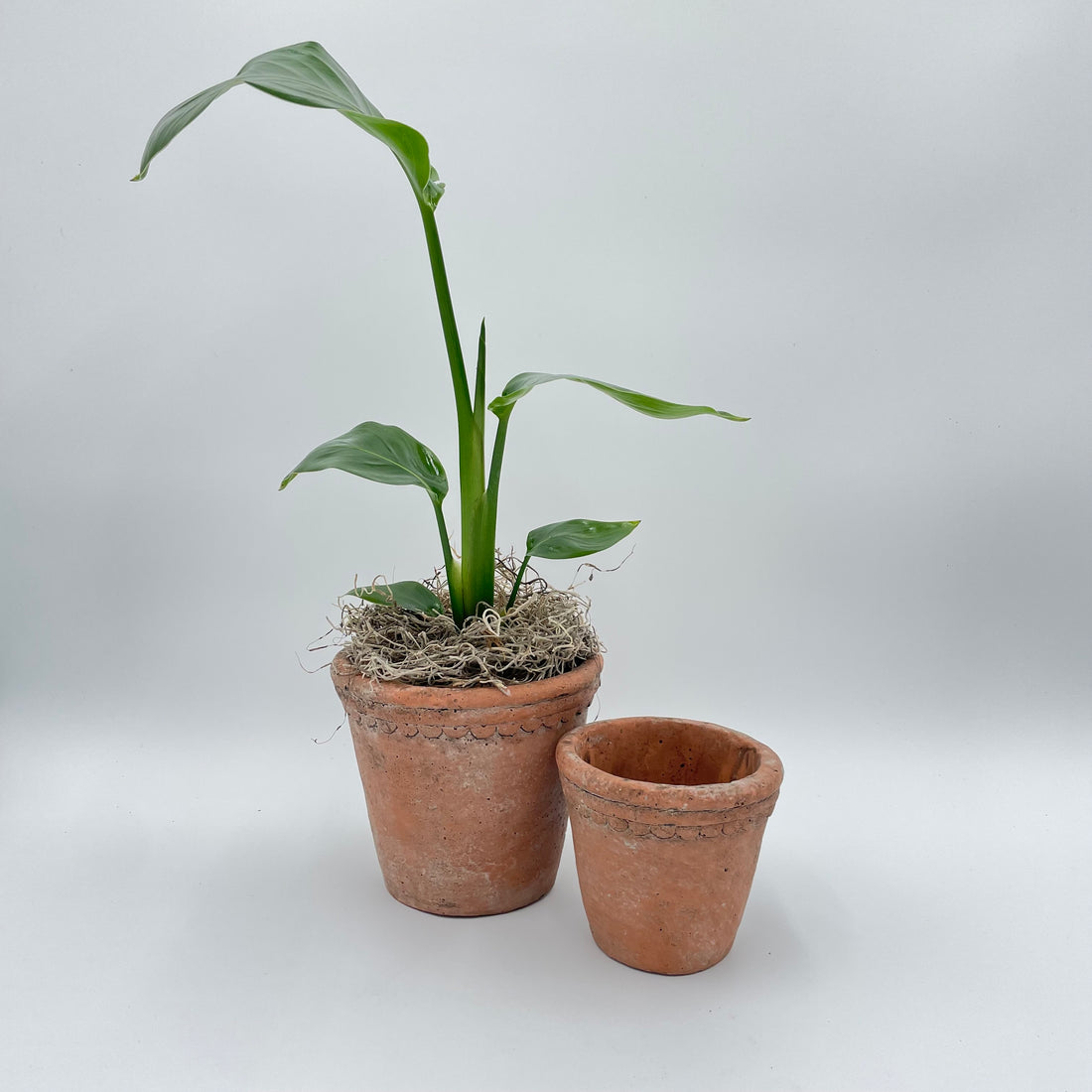 Scalloped Terracotta Cement Planter