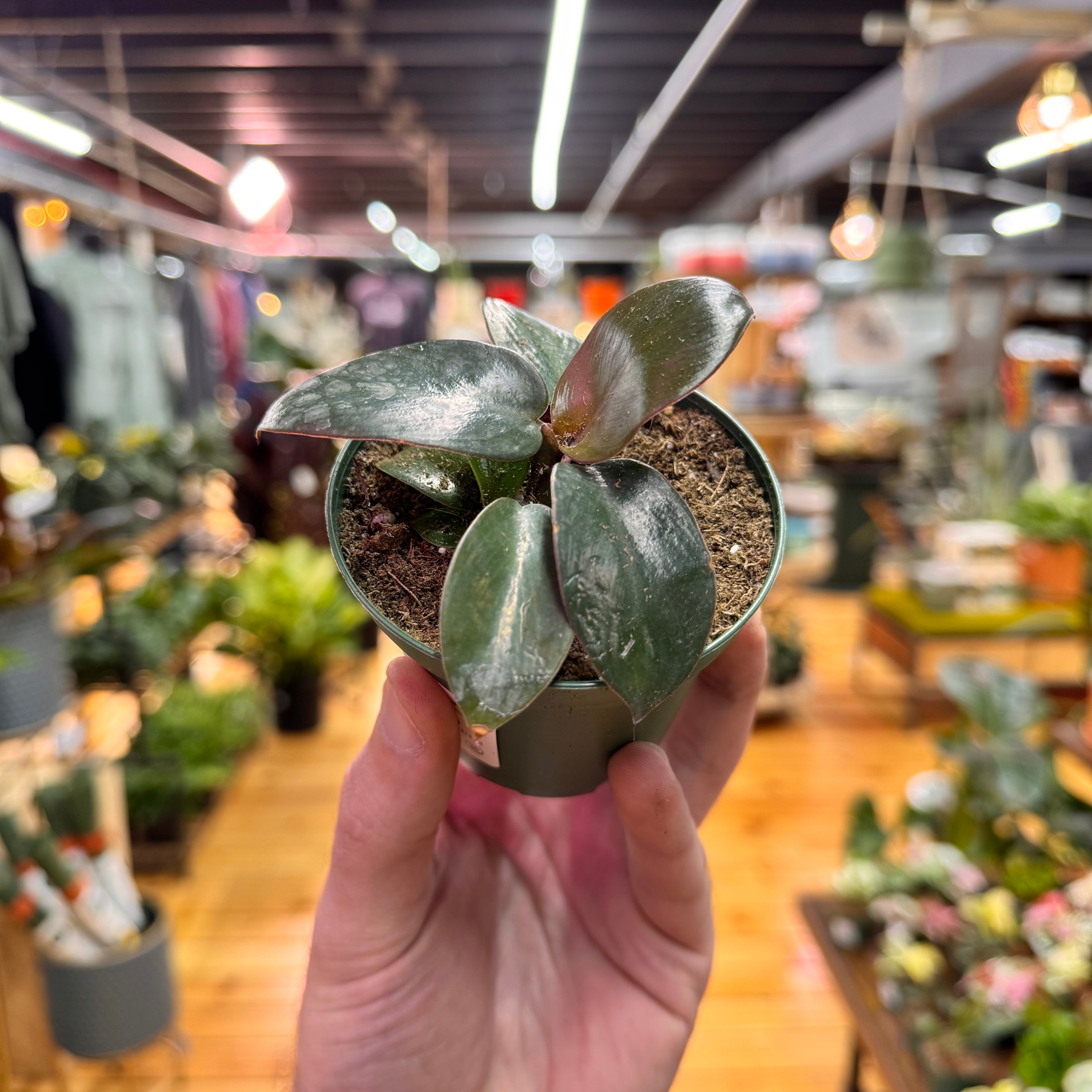 Philodendron Black Cardinal