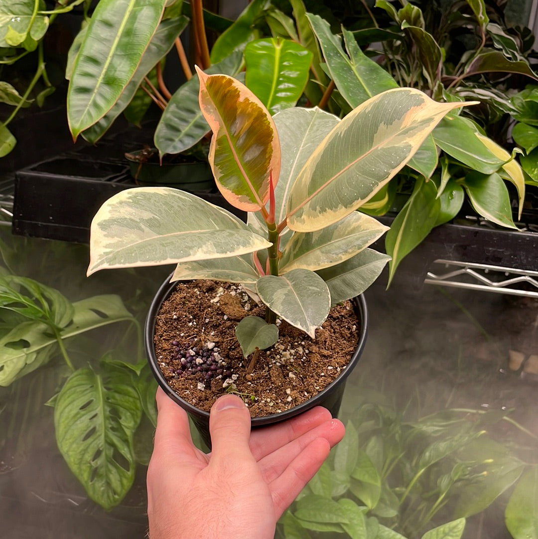 Ficus Ruby Pink