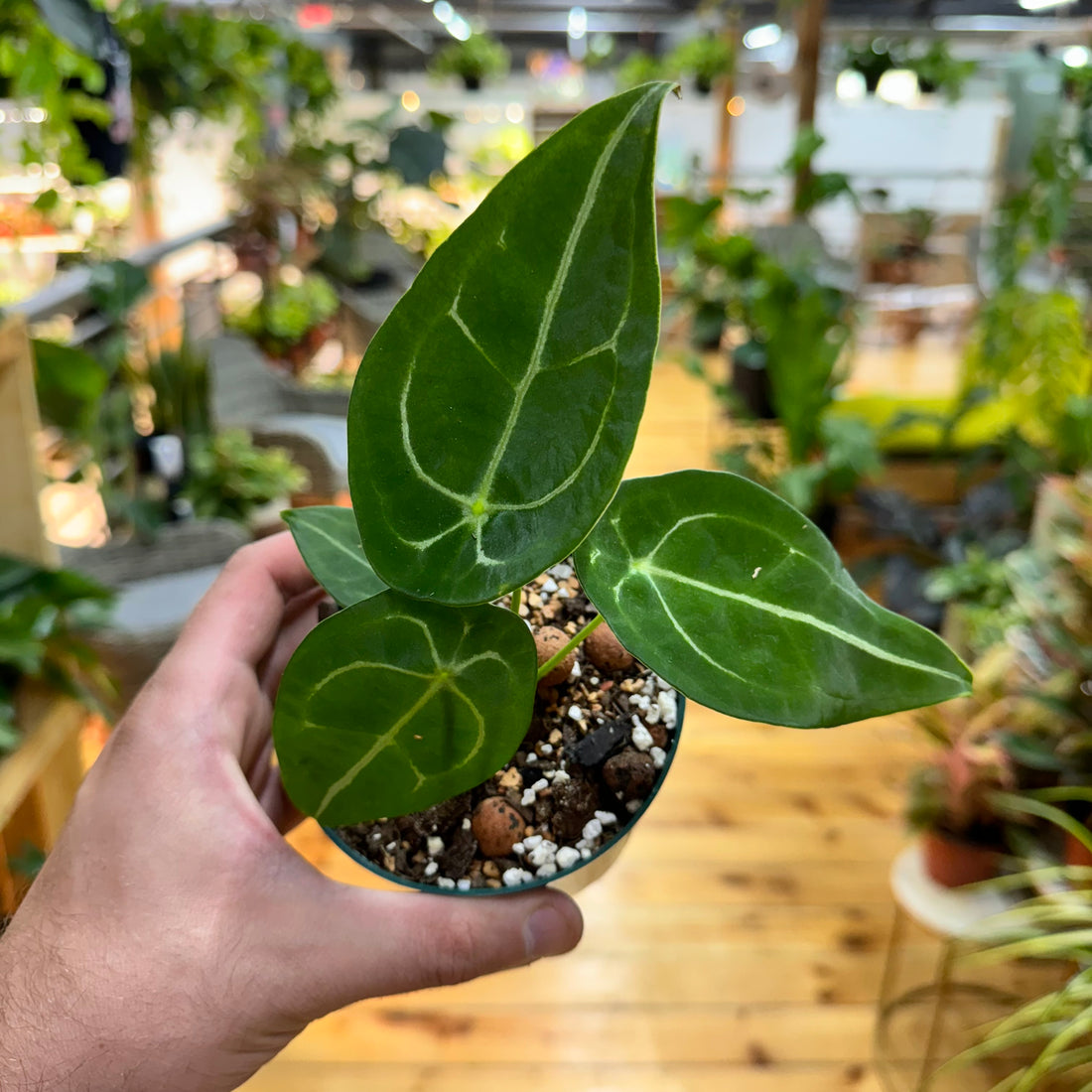 Anthurium Forgetii