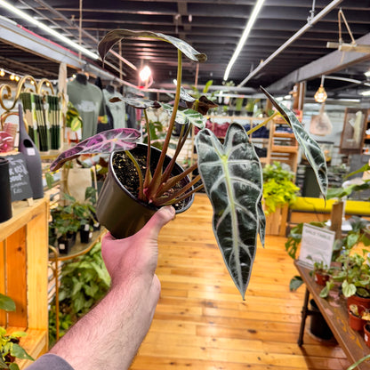 Alocasia Bambino