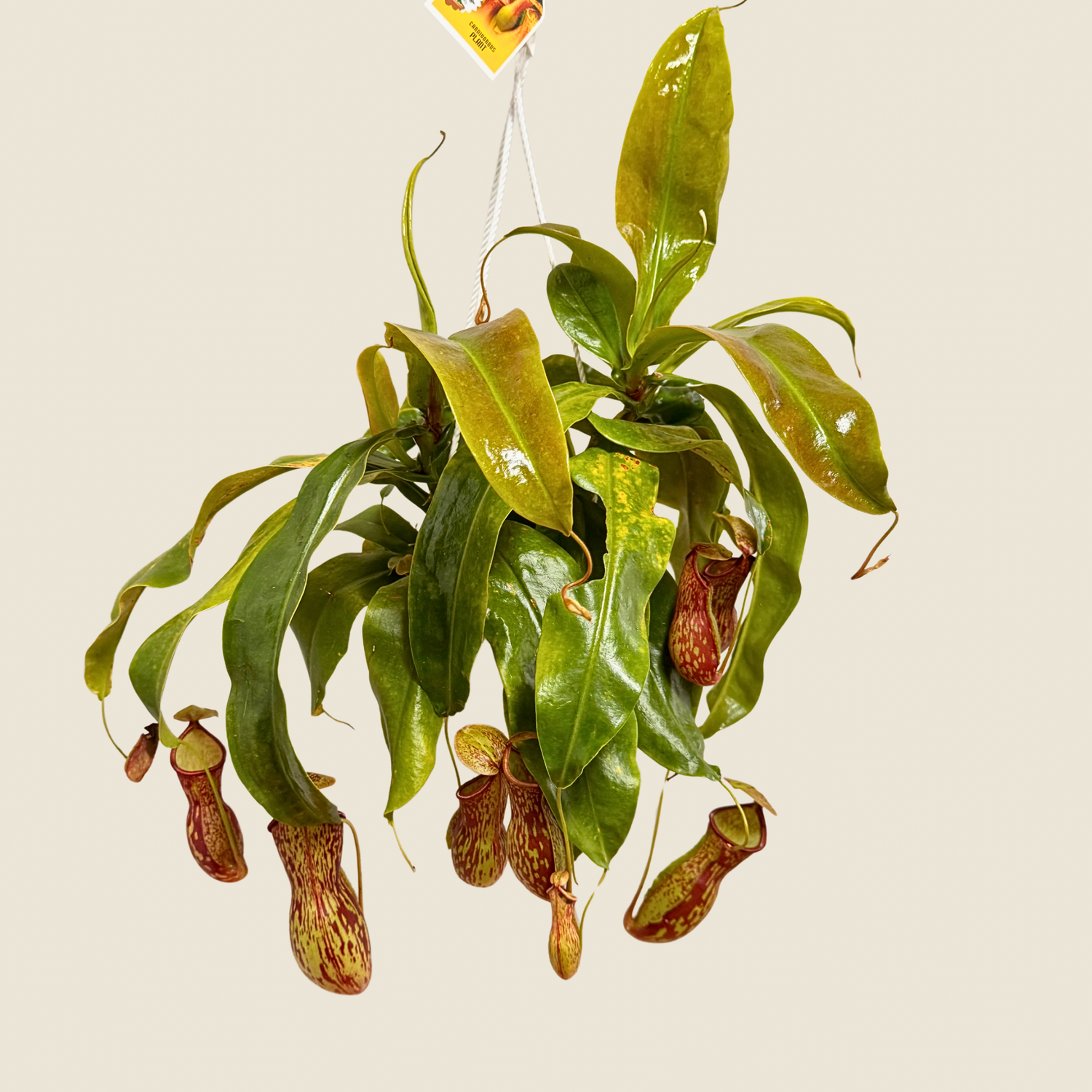 Nepenthes Gaya