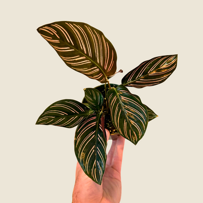 Calathea Ornata