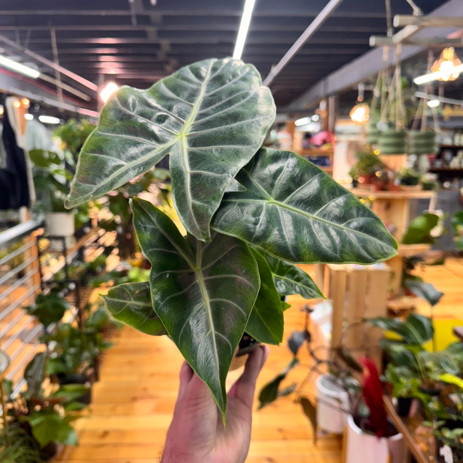 Alocasia Morocco