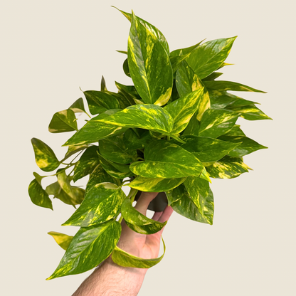 Pothos Golden