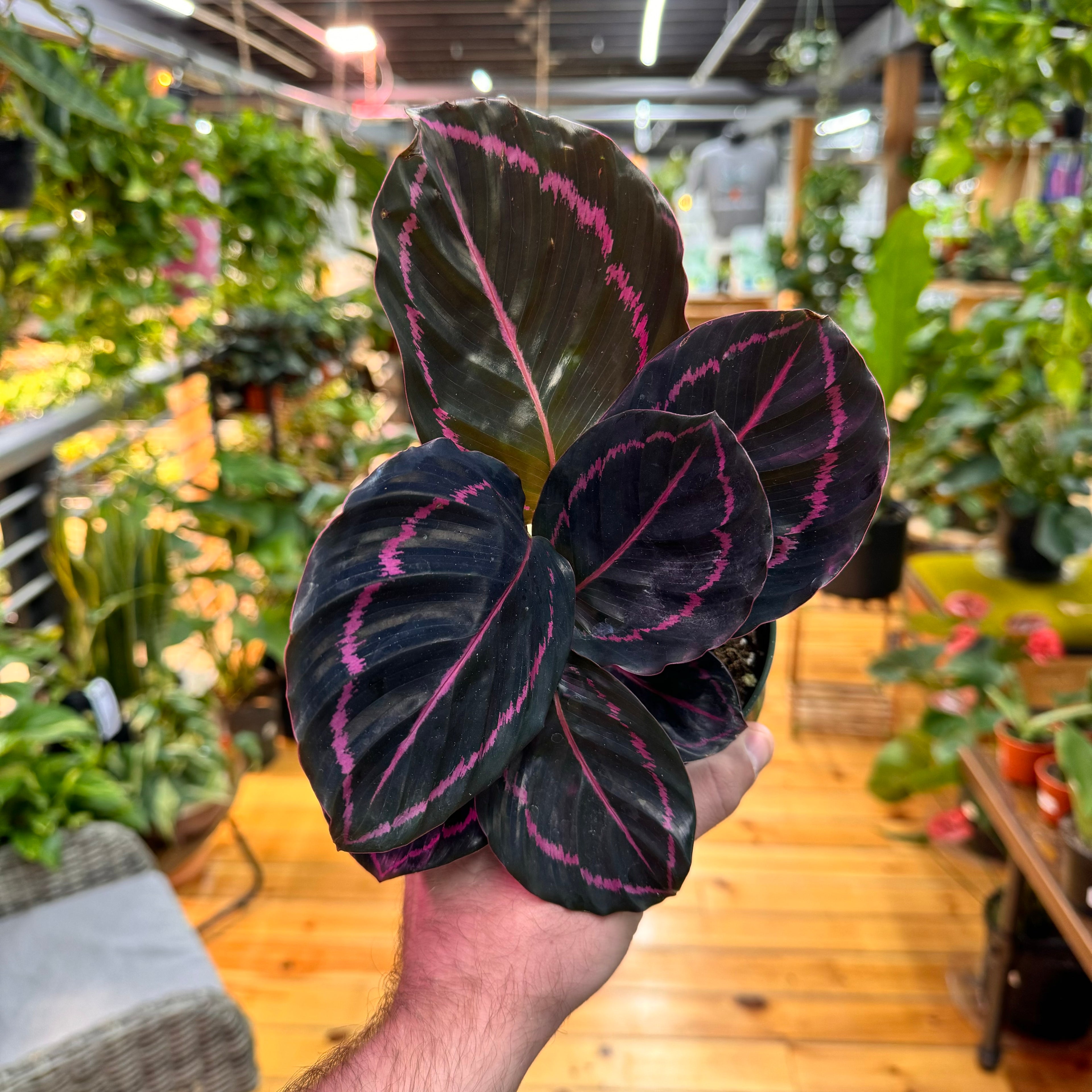 Calathea Dottie