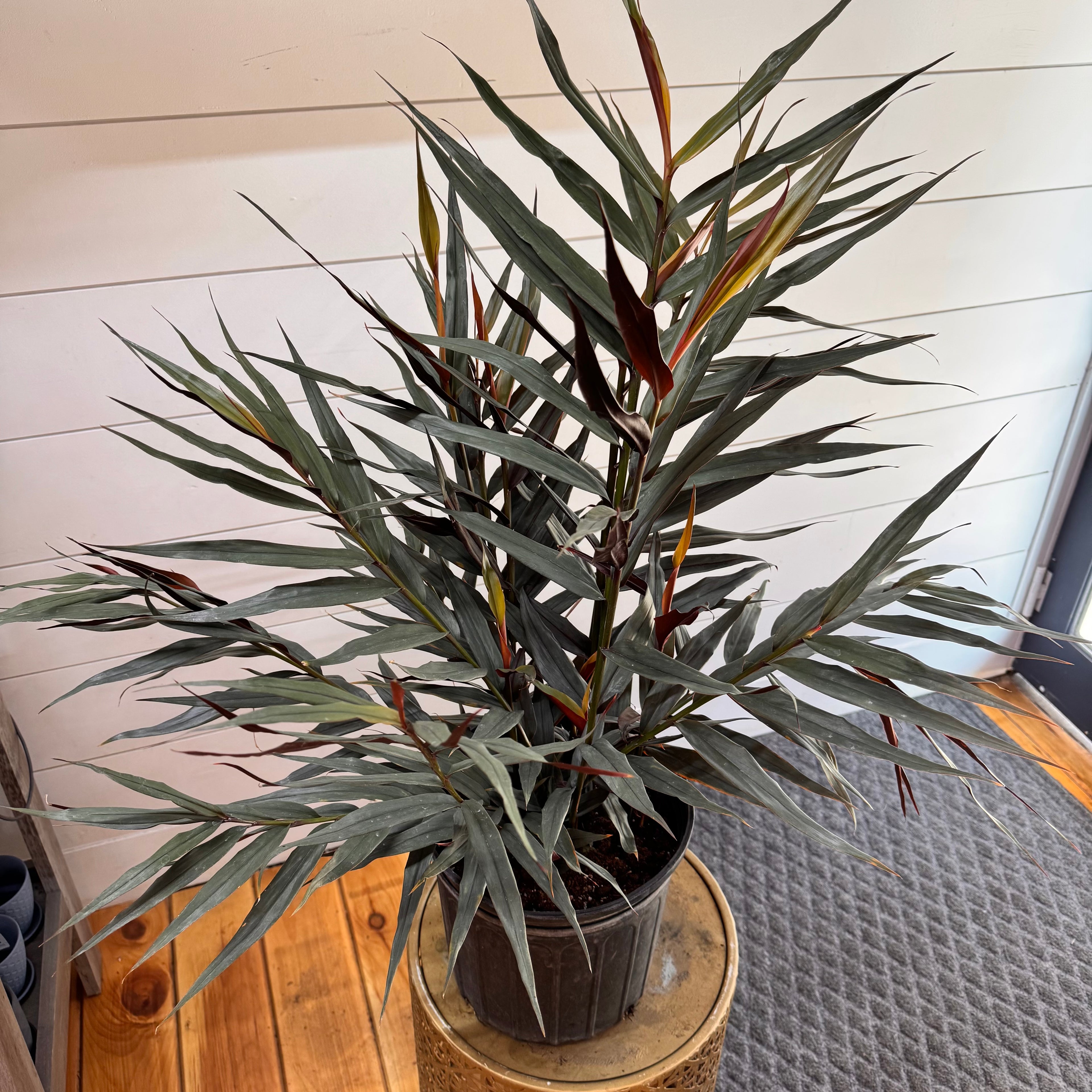 Alpinia Red Rubin Ginger