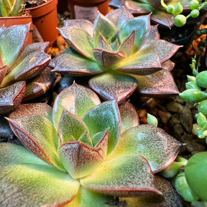 Echeveria Purpusorum