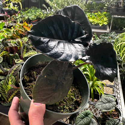 Alocasia Infernalis Kapit