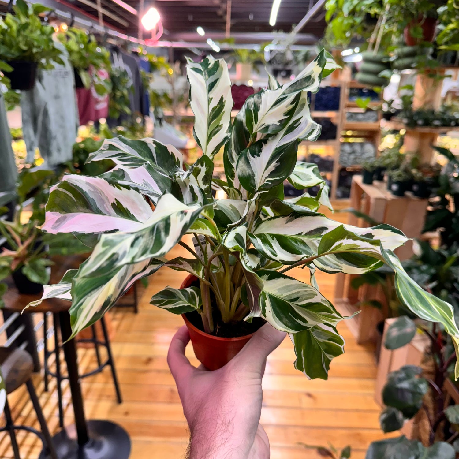 Calathea Stella