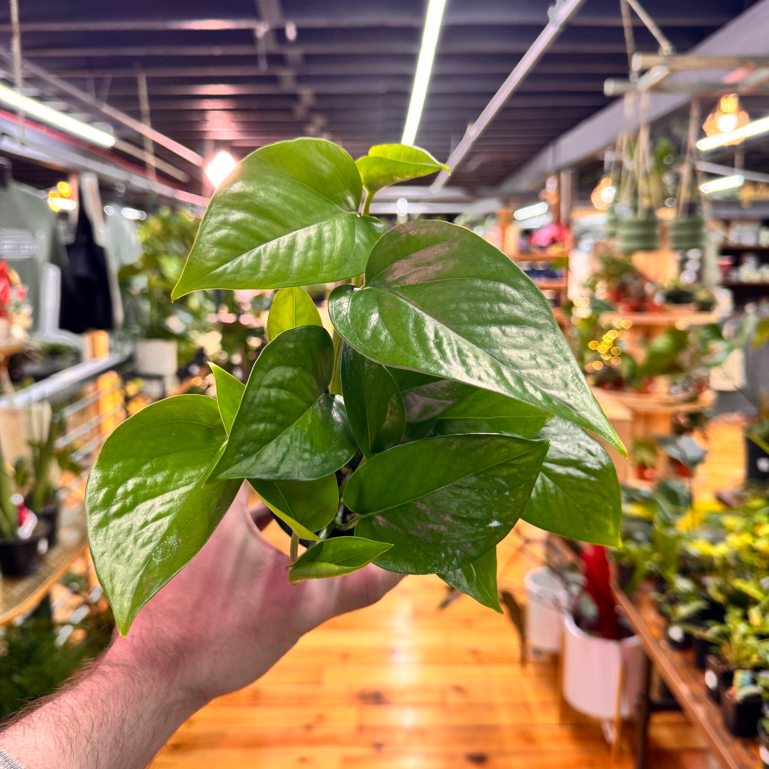 Pothos Jade