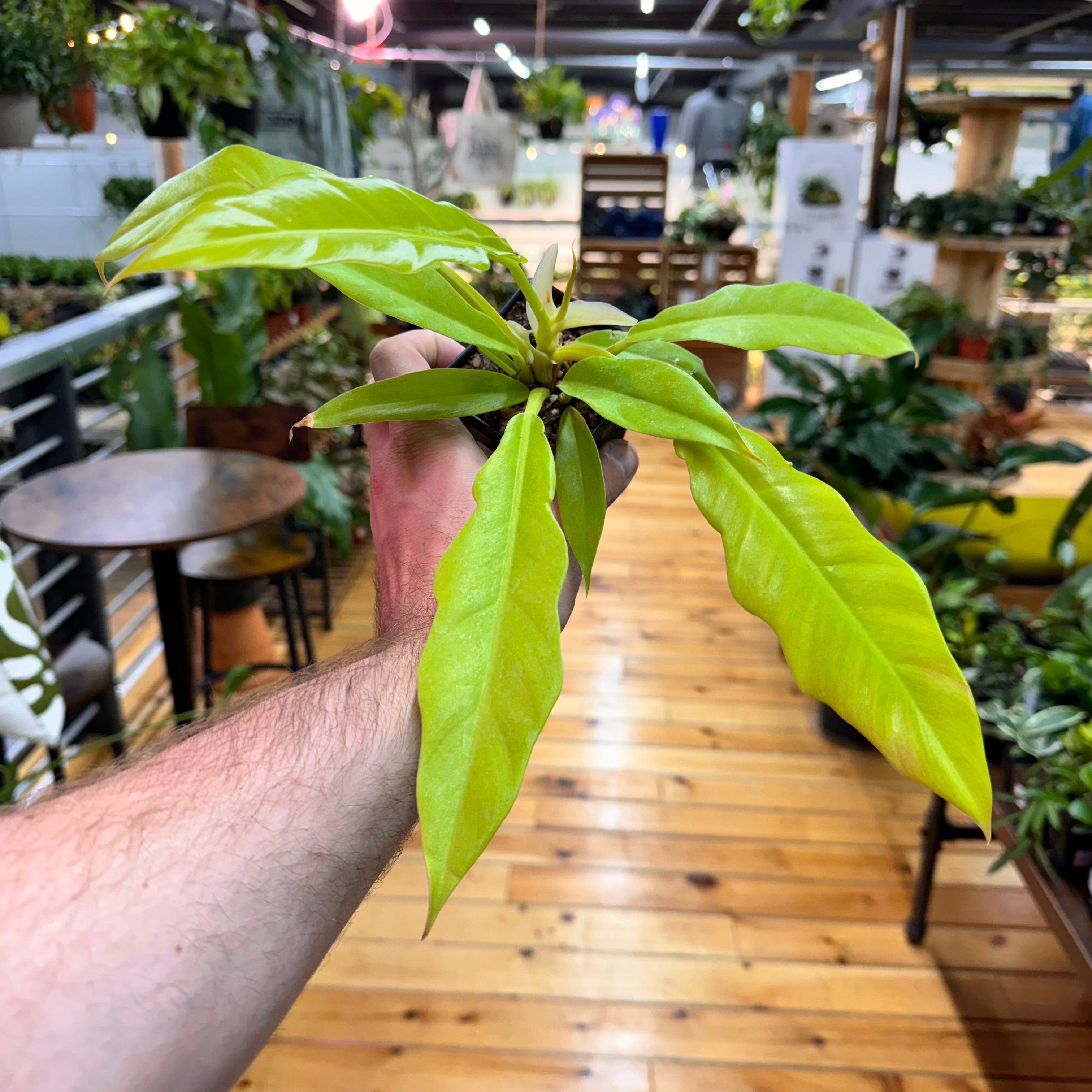 Philodendron Golden Crocodile