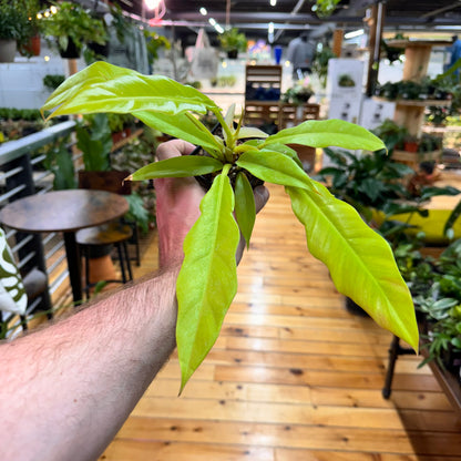 Philodendron Golden Crocodile