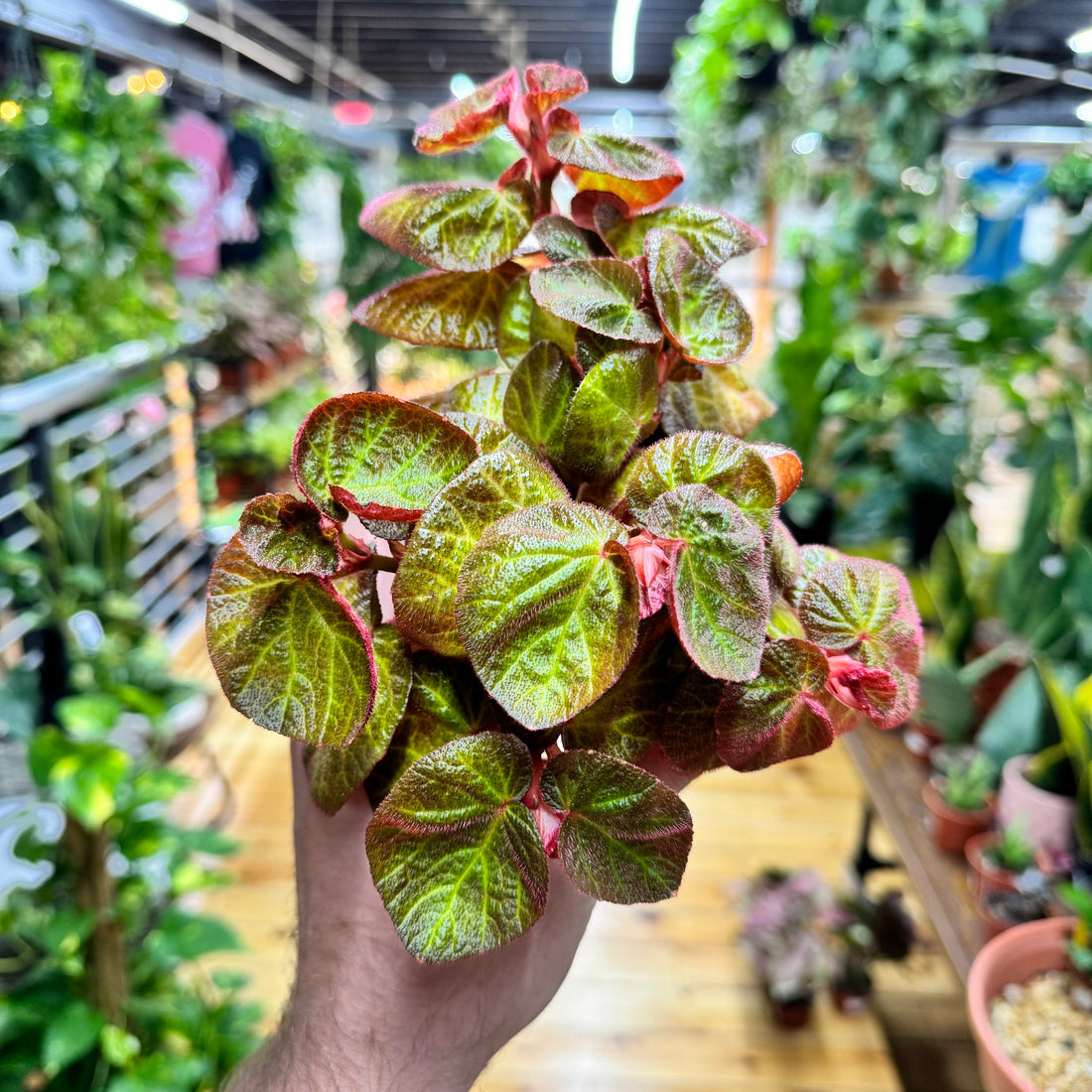 Begonia Manaus