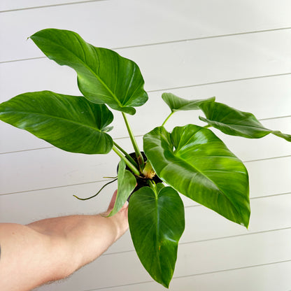 Philodendron Giganteum