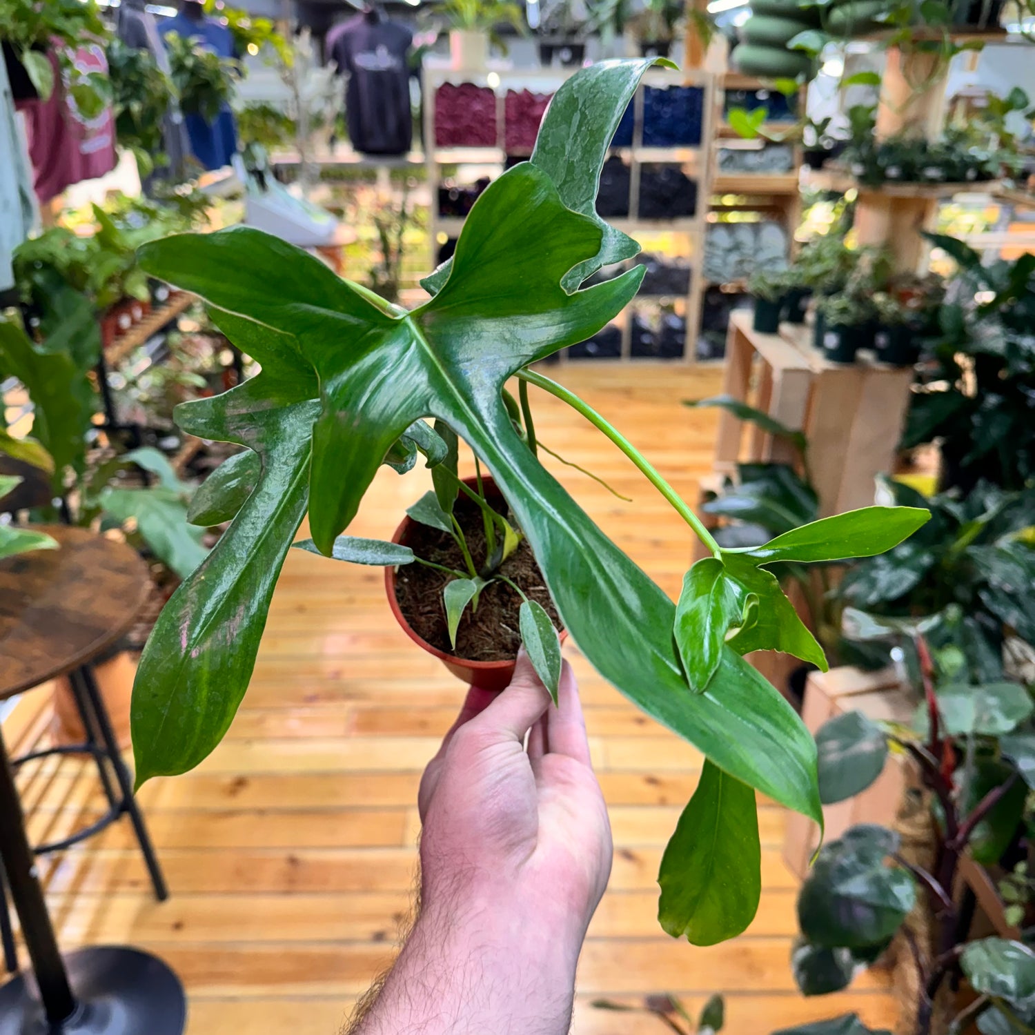 Philodendron Glad Hands