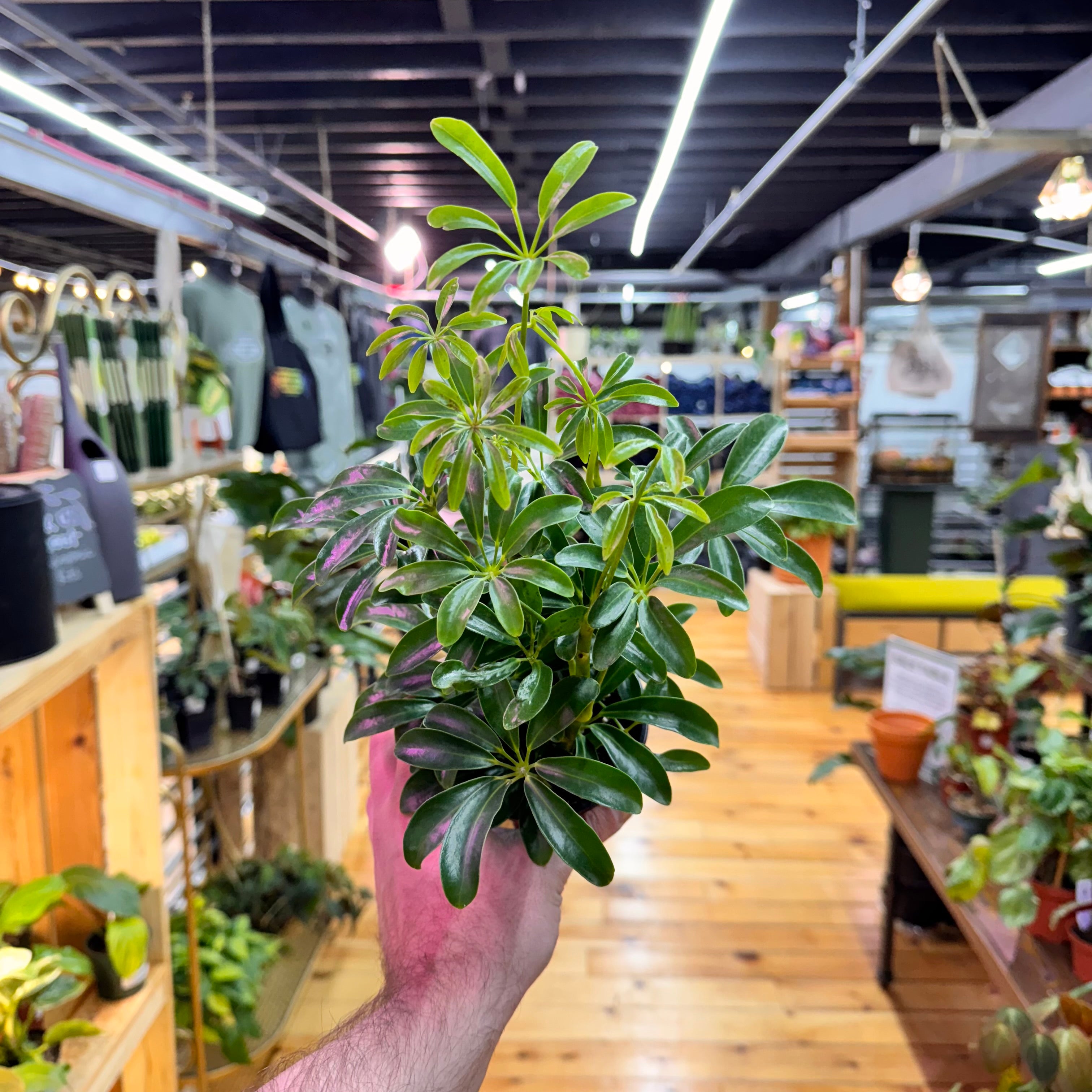 Schefflera Arboricola