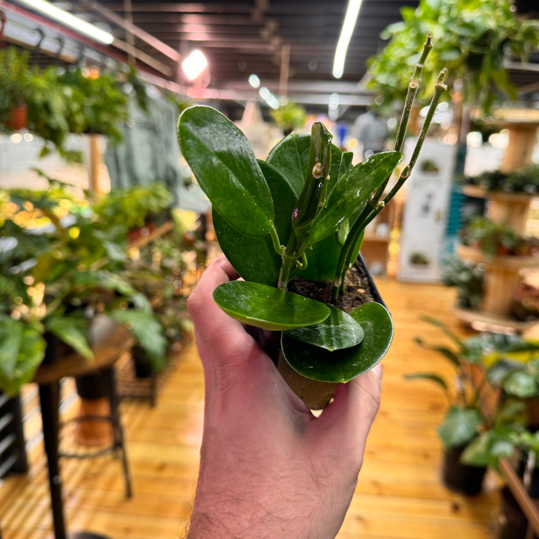 Hoya Australis