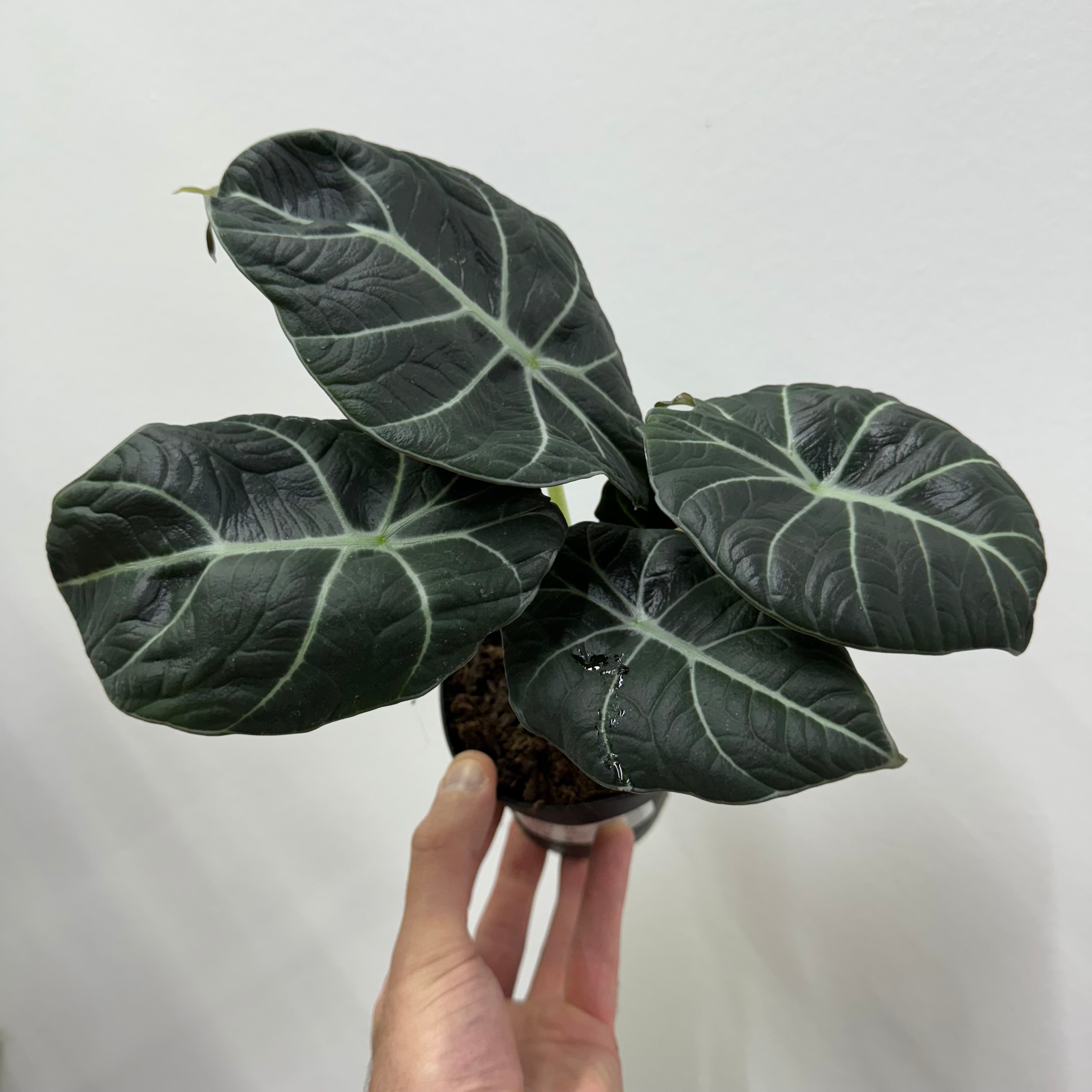 Alocasia Black Velvet