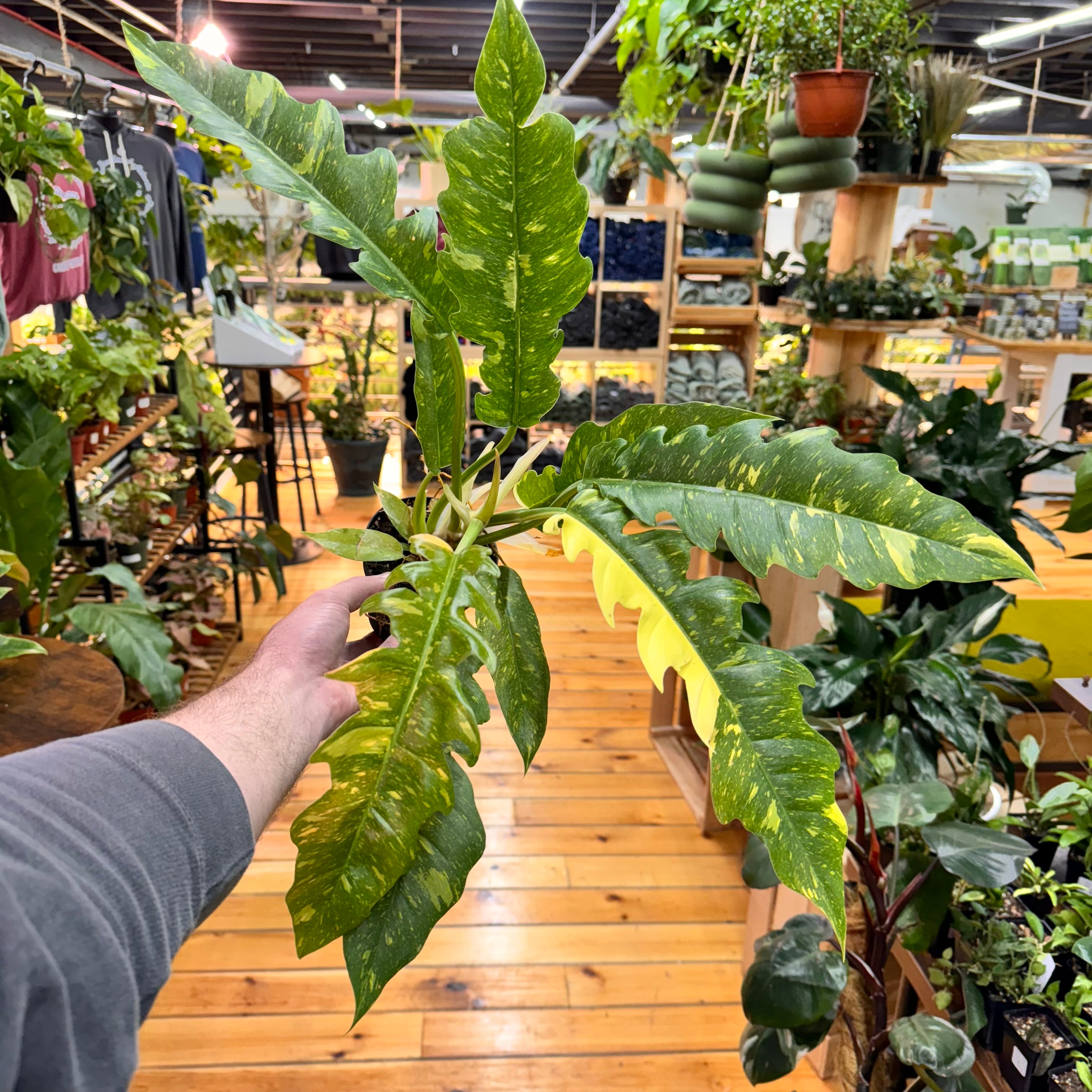 Philodendron Ring of Fire