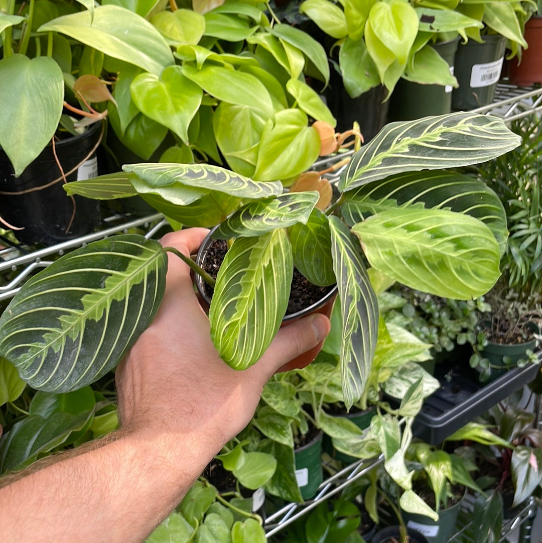 Maranta Lemon Lime