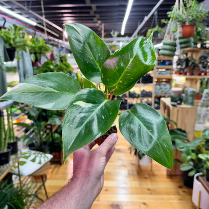 Philodendron White Princess