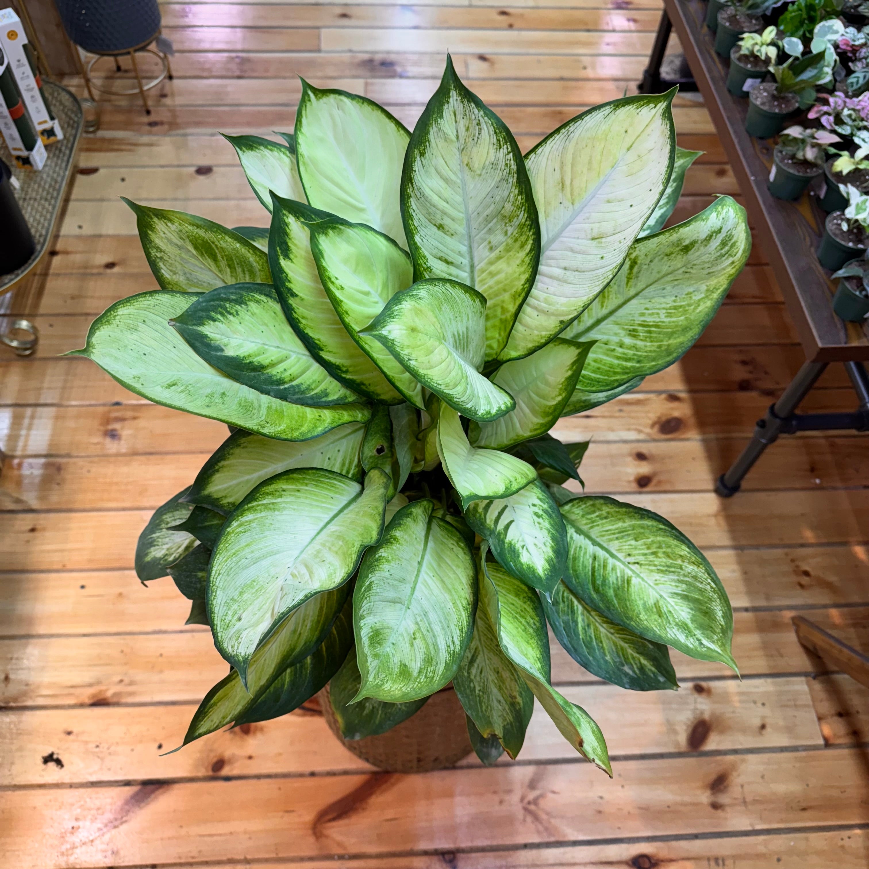 Dieffenbachia Tropic Marianne