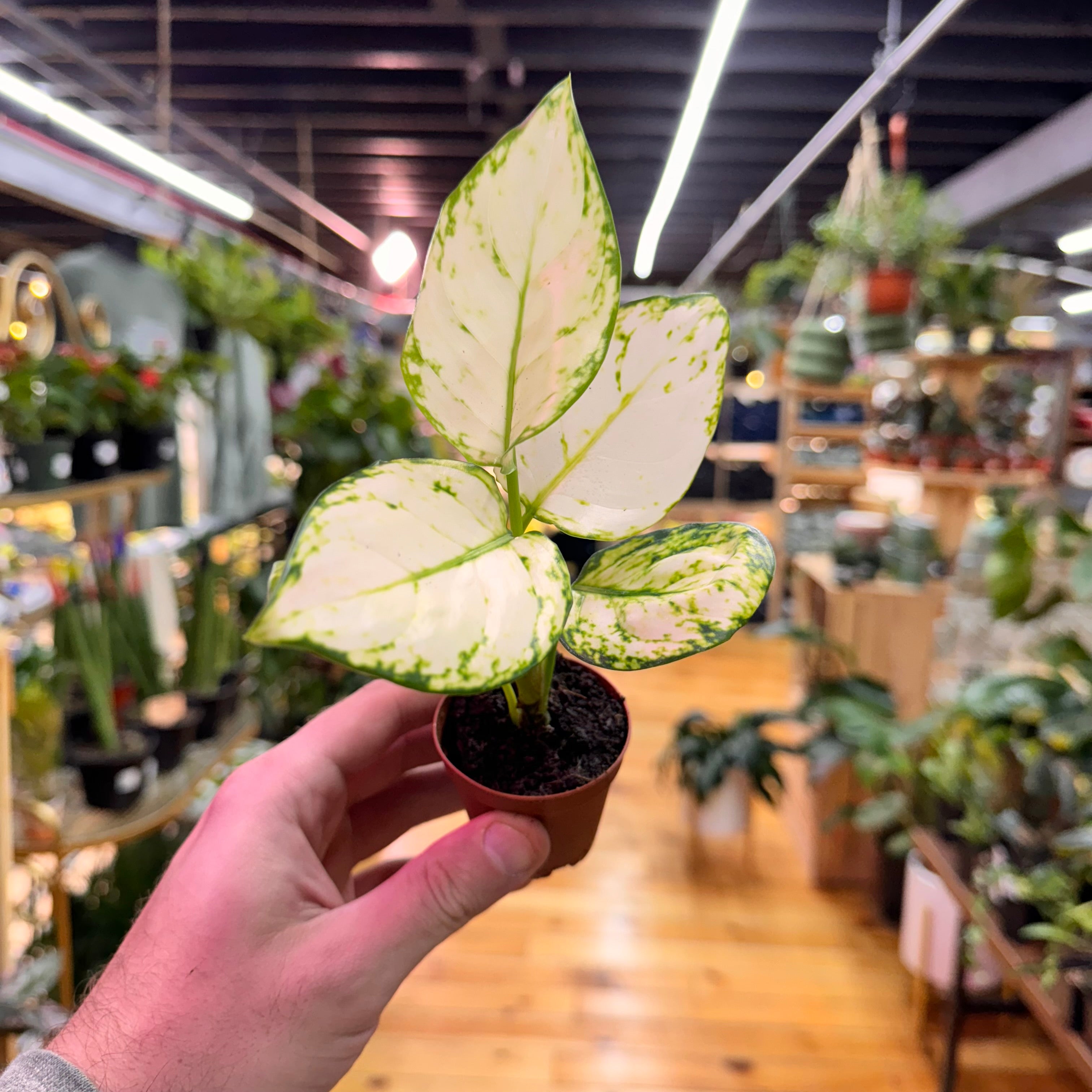 Aglaonema Super White