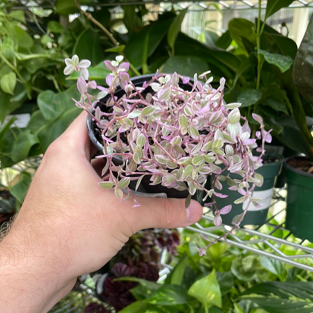 Tradescantia Callisia Pink Panther