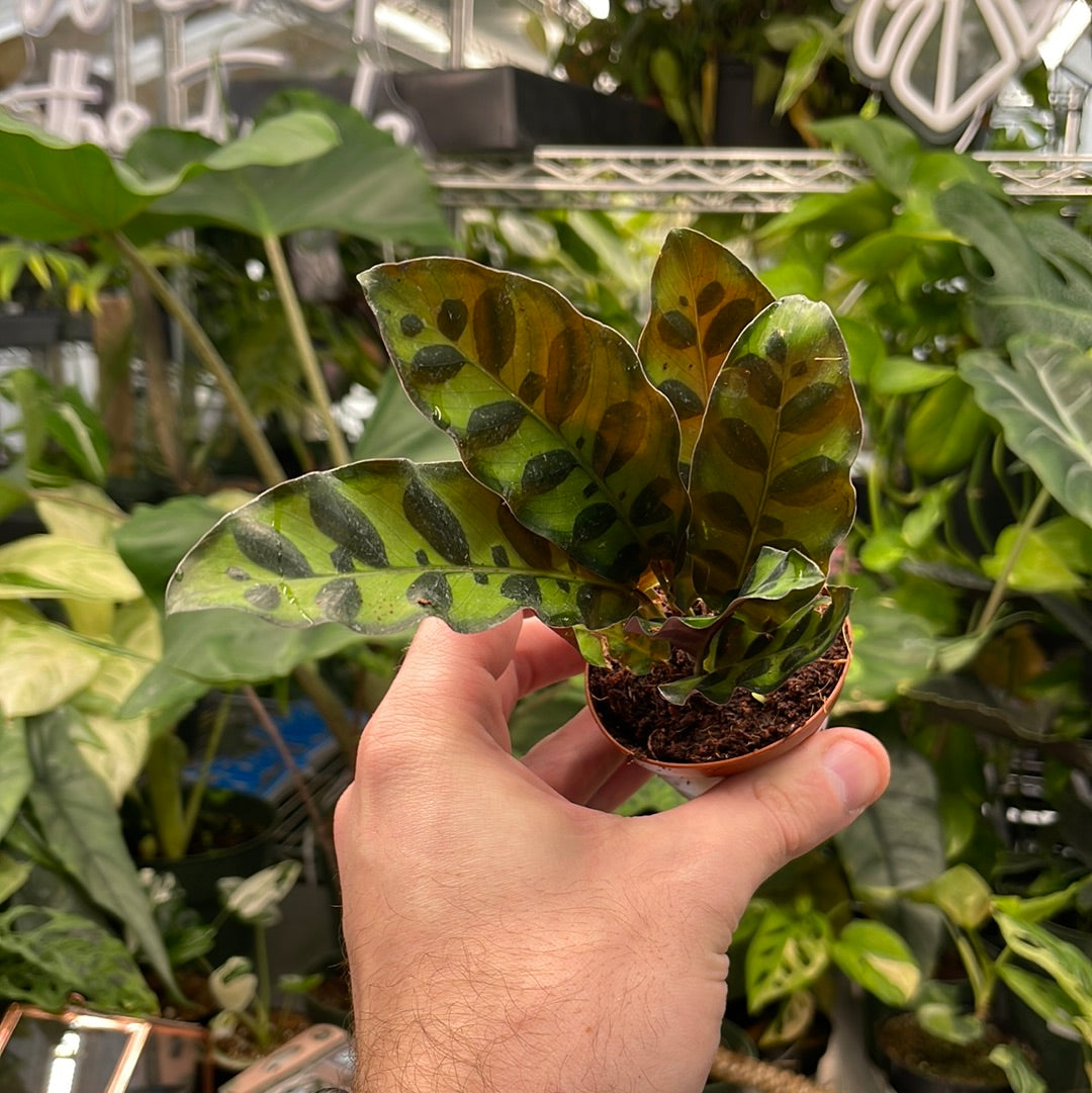 Calathea Rattlesnake