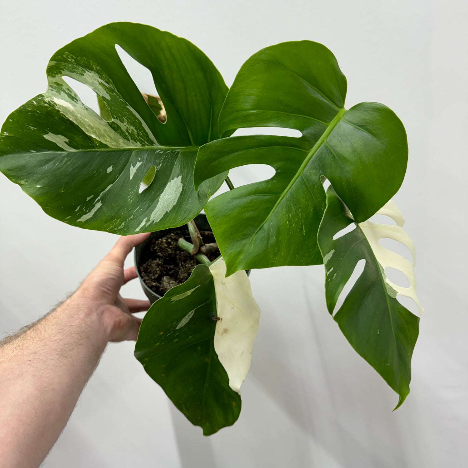 Monstera Albo