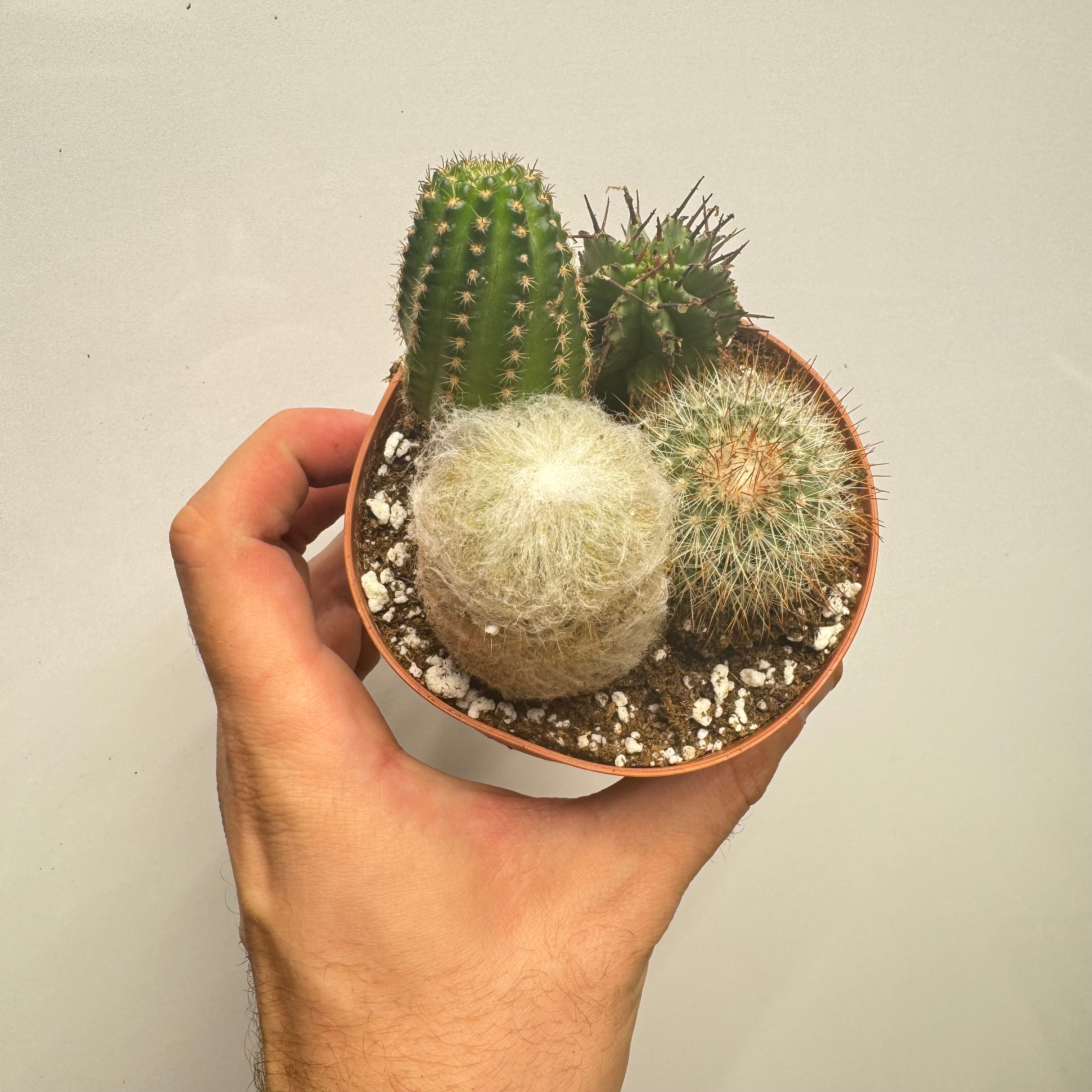 Cactus Combo