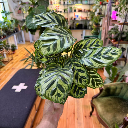 Calathea Makoyana