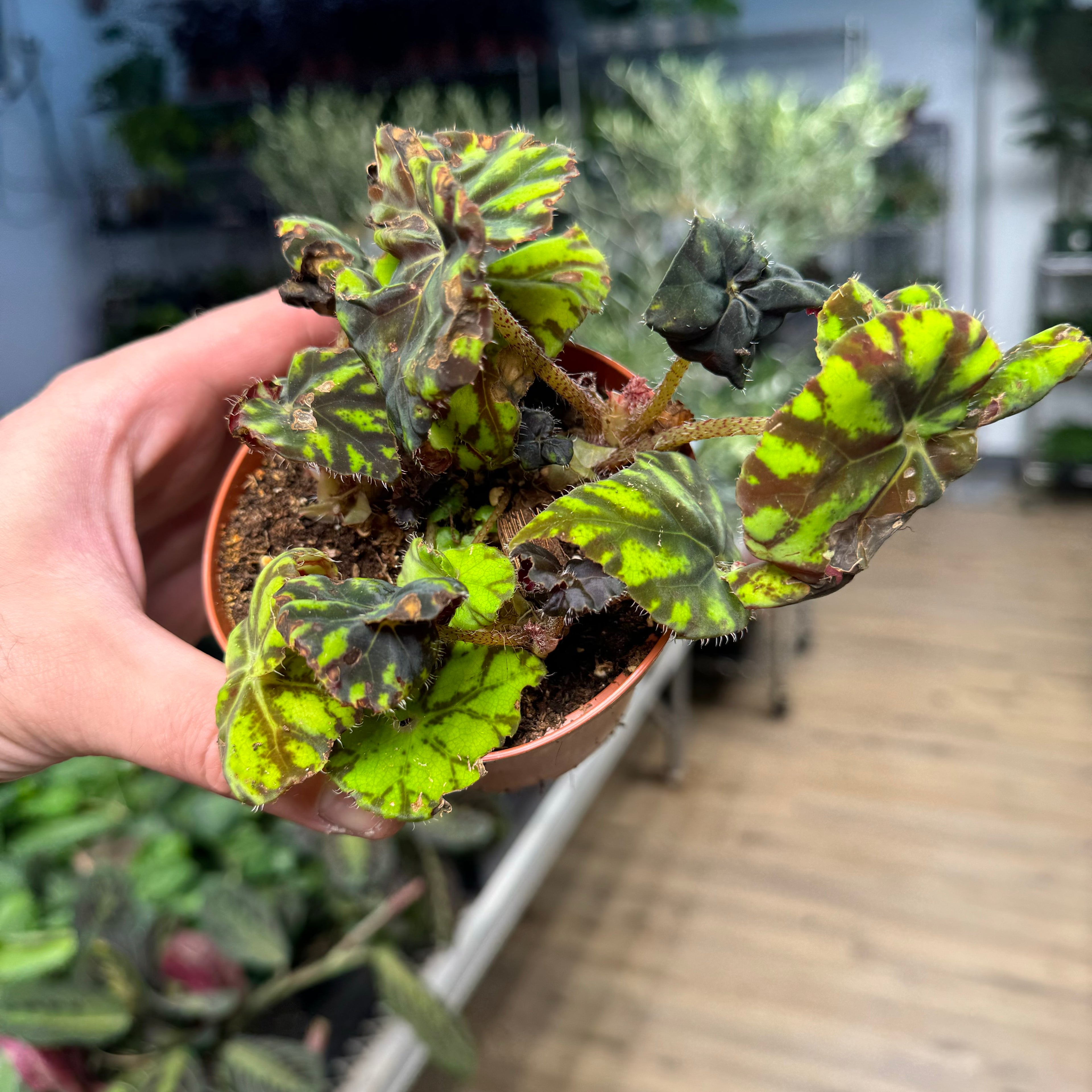 Begonia Mauritius