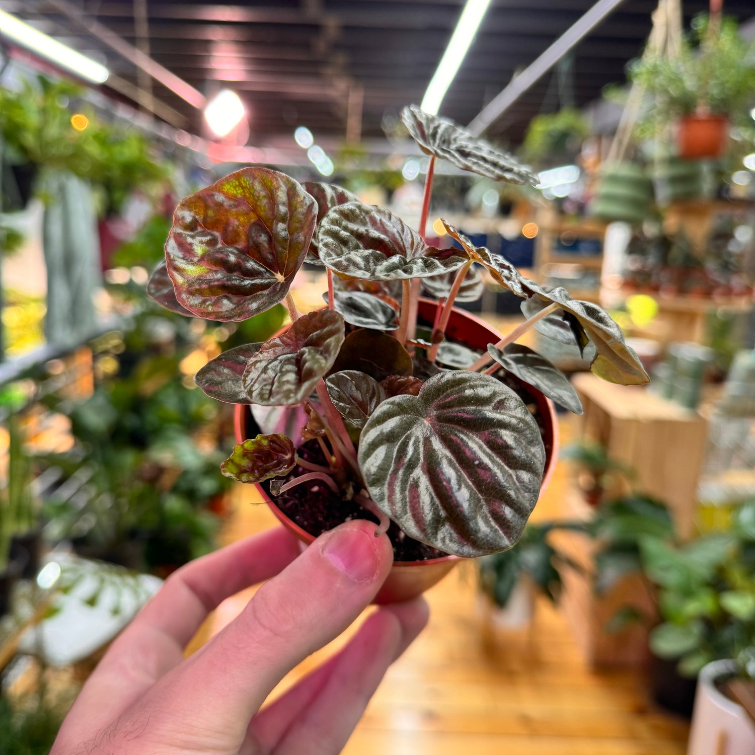 Peperomia Chocolate