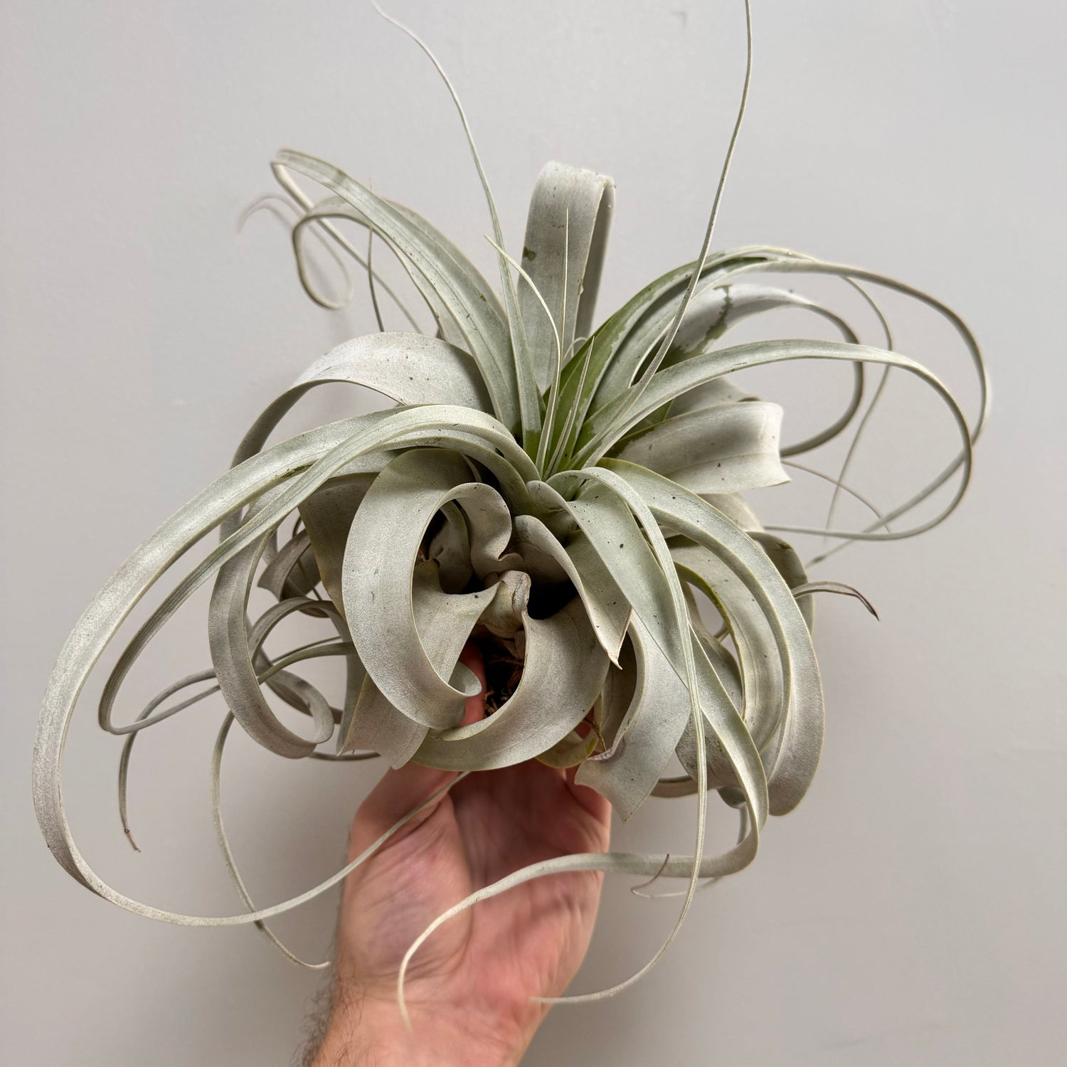 Xerographica Tillandsia Air Plant