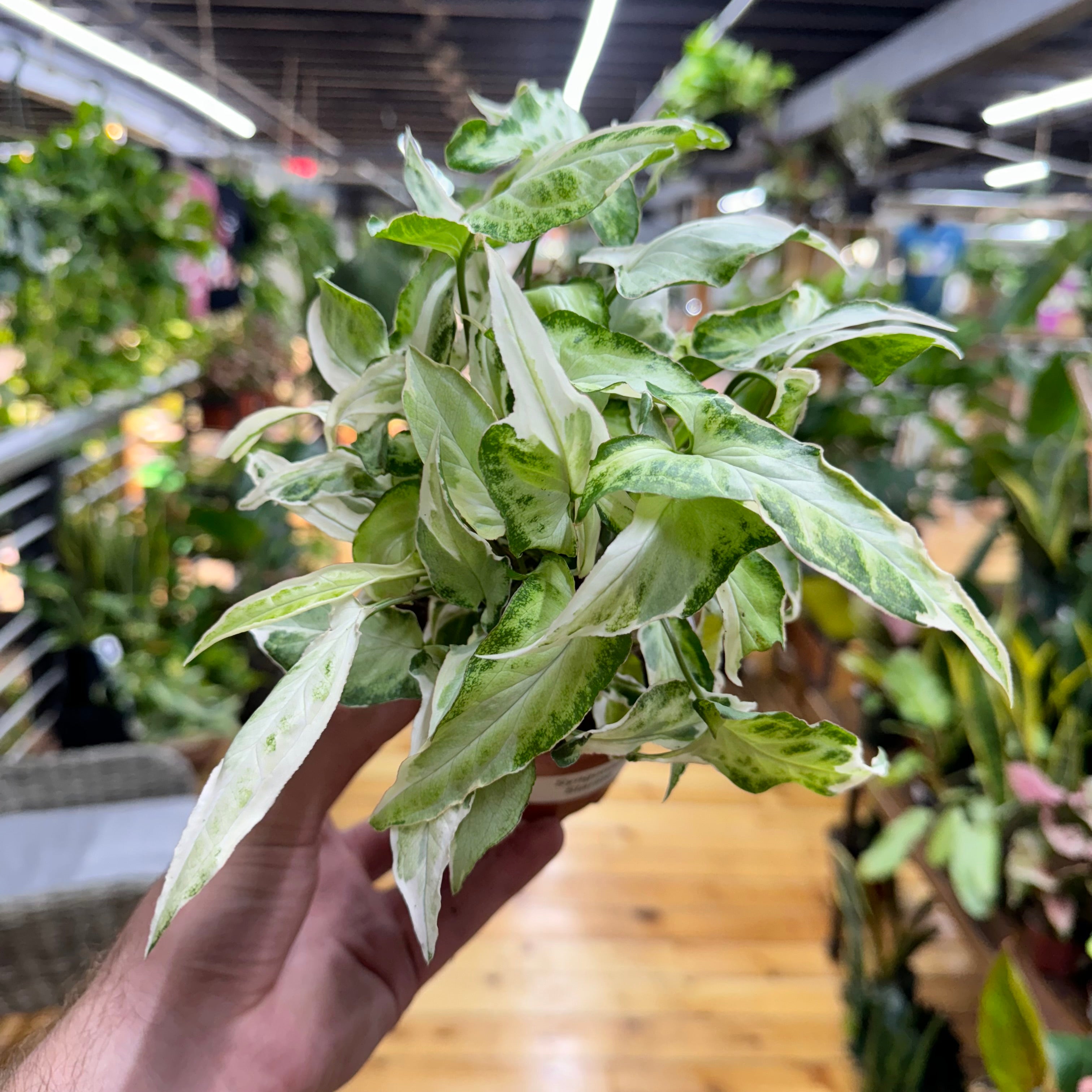 Syngonium Starlite